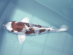 Killikus&reg; Fotographie